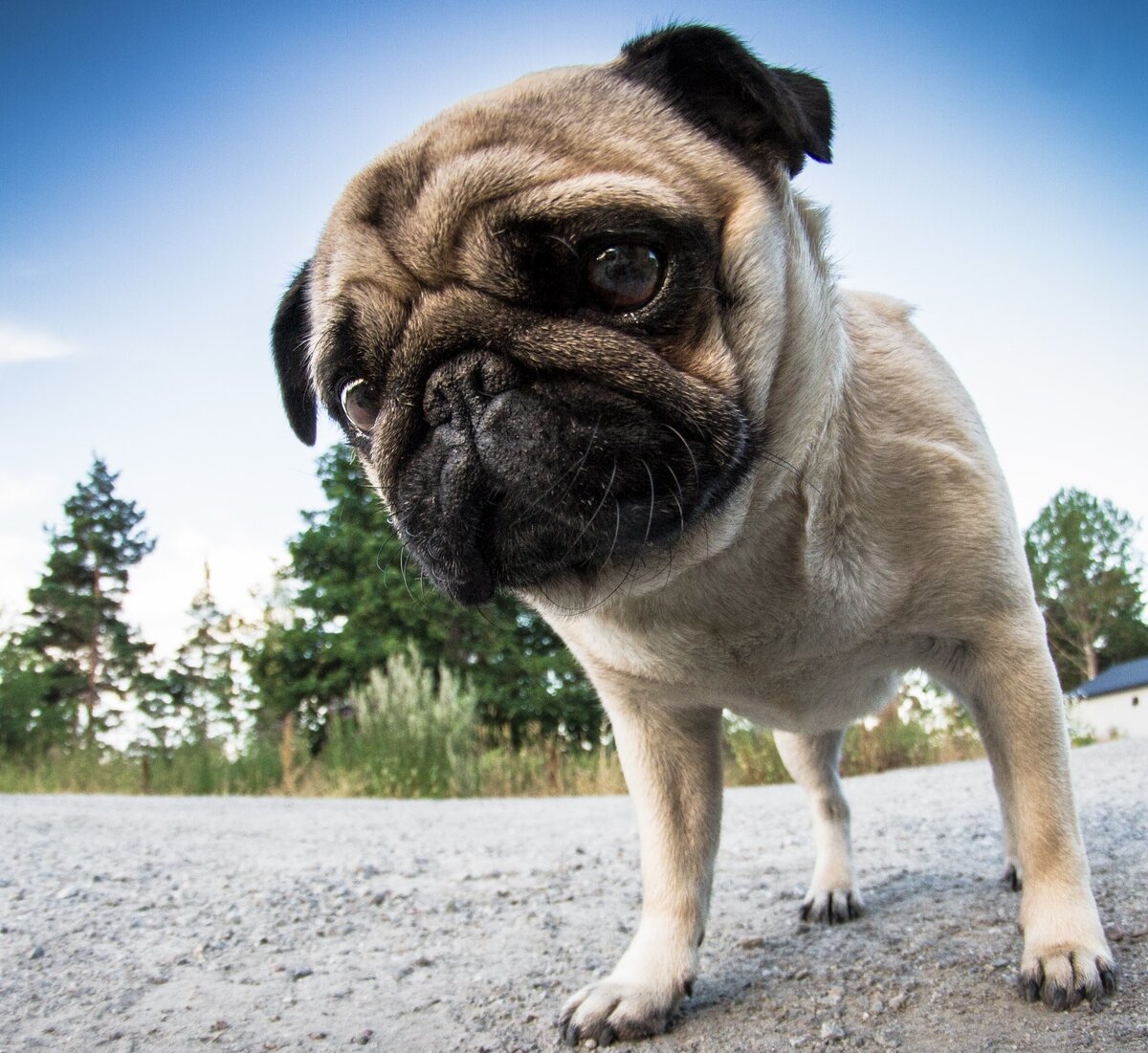 тайна имени собаки