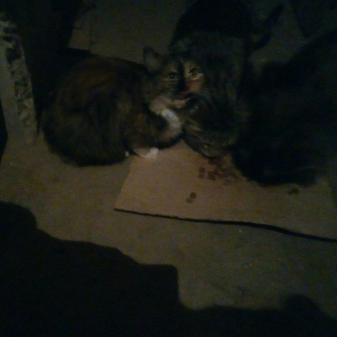 Кошка выживала в подвале среди бездомных сородичей, жалобно заглядывая в глаза людям, приходившим чтобы ее покормить.