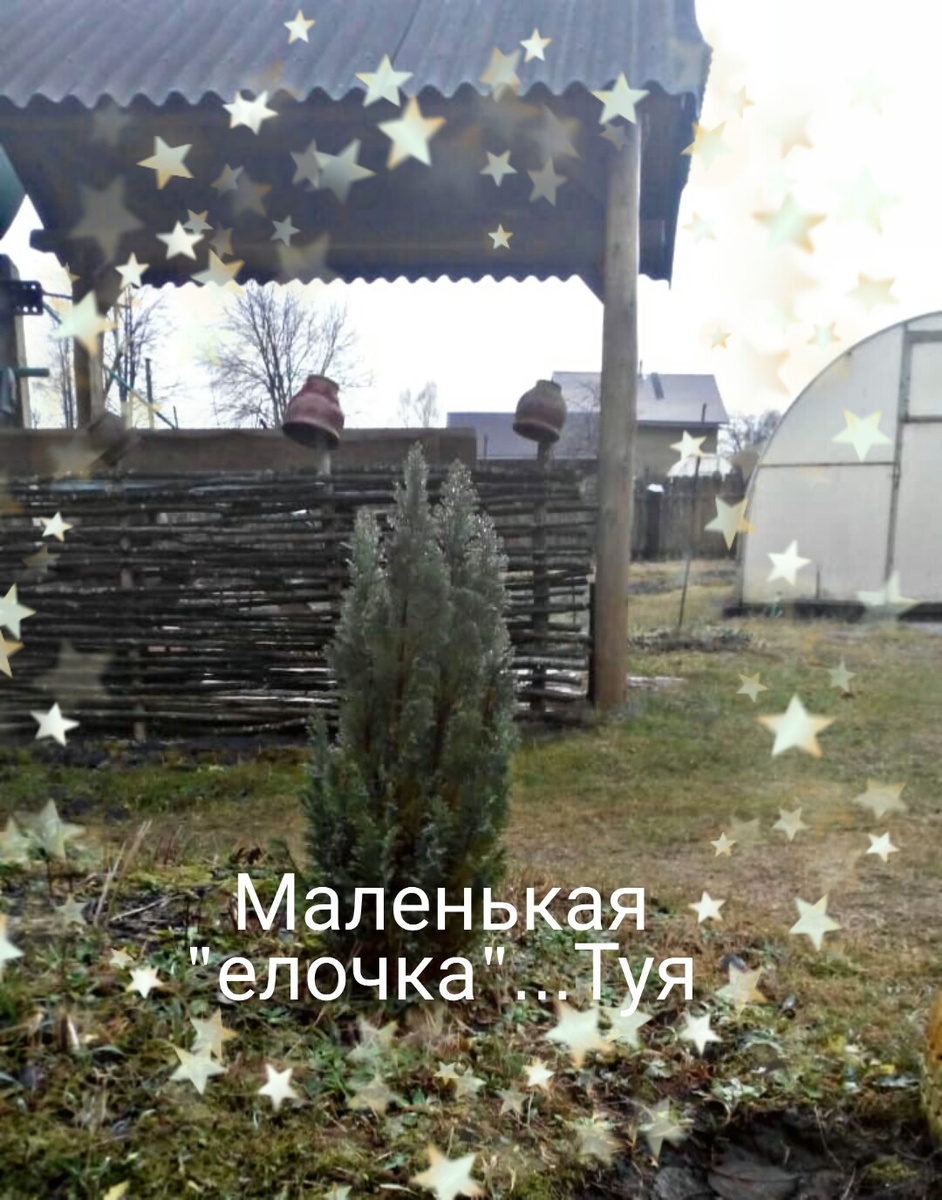 Туя из горшка