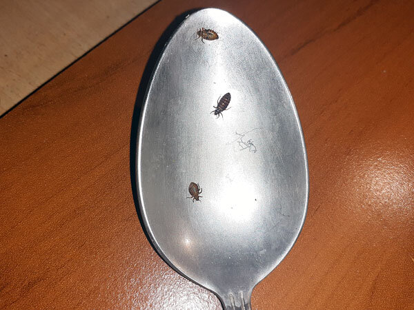 постельные клопы на ложке