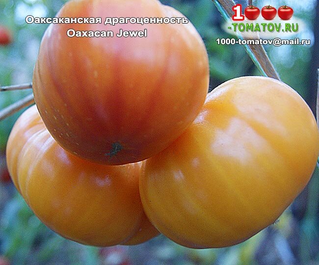 томат драгоценность характеристика. томат драгоценность характеристика. томат драгоценность характеристика. томат оаксаканская драгоценность. томат аметистовая драгоценность 5шт (любовь мязина).
