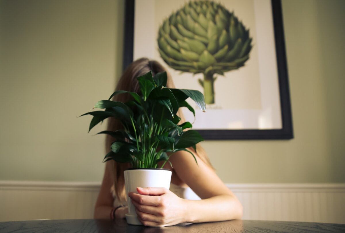 Спатифиллум (Spathiphyllum)
