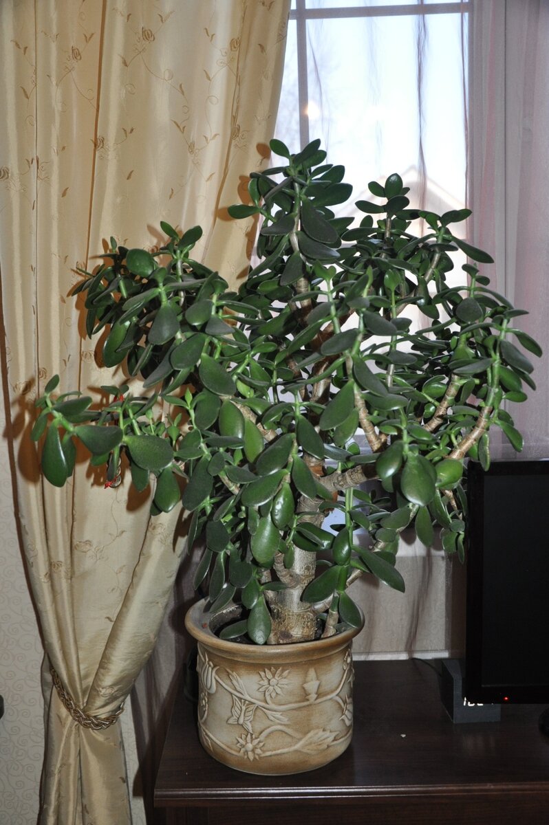 взрослое дерево толстянки