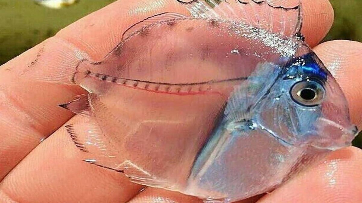 фото из открытого источника