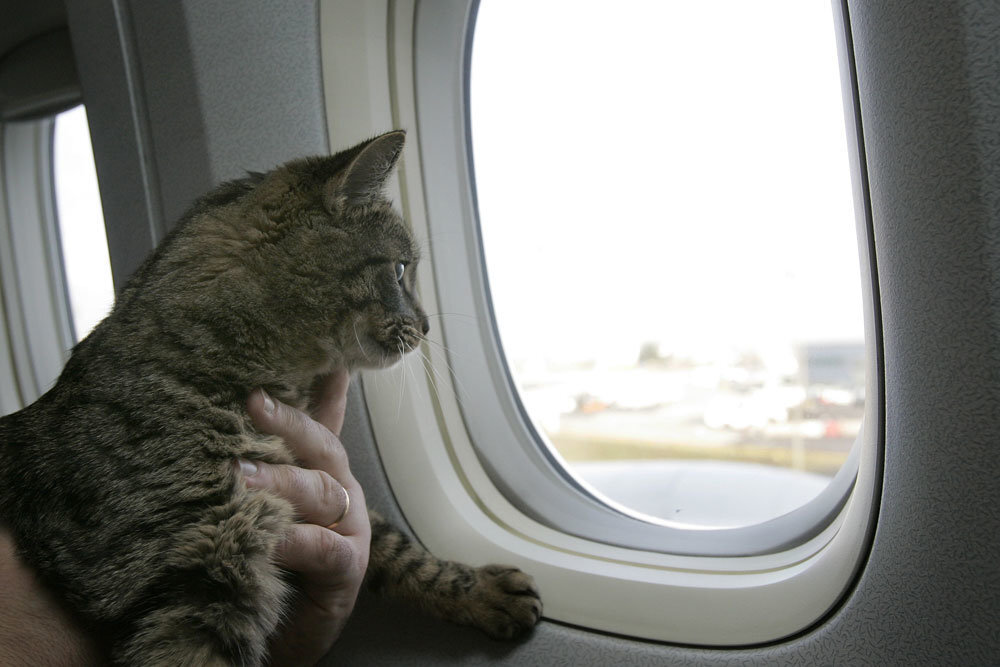 В самолет можно кот. Кот в самолете. Путешествие с кошкой в самолете. Котенок в самолете. Кот в окошке самолёта.