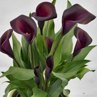 Калла НАЙТ ЛАЙФ (NIGHT LIFE)