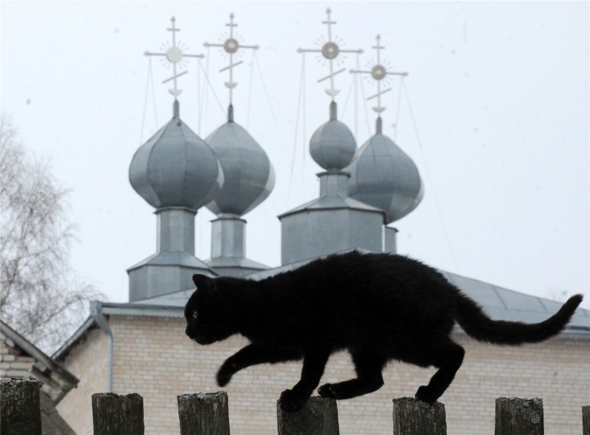 Кошка в храме