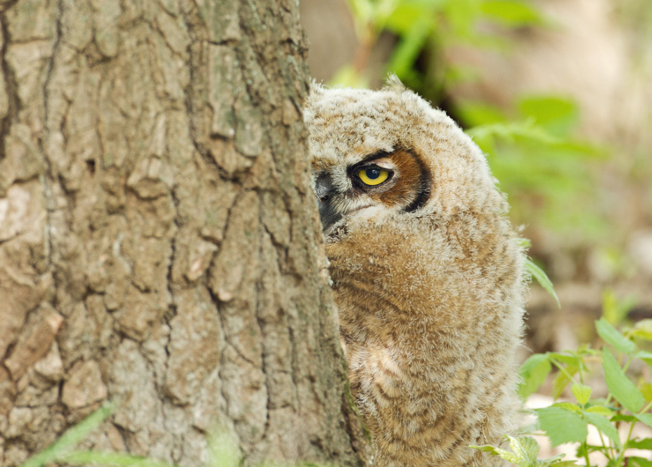 Мск совы. Московский совенок. Московский совенок. Сова москва. Филин подмосковный.