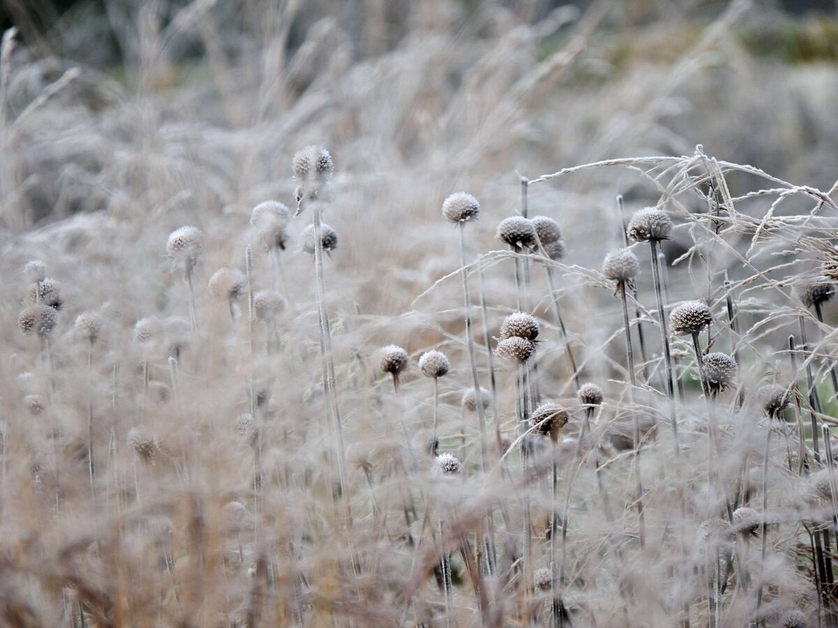 Фото: gardenista.com