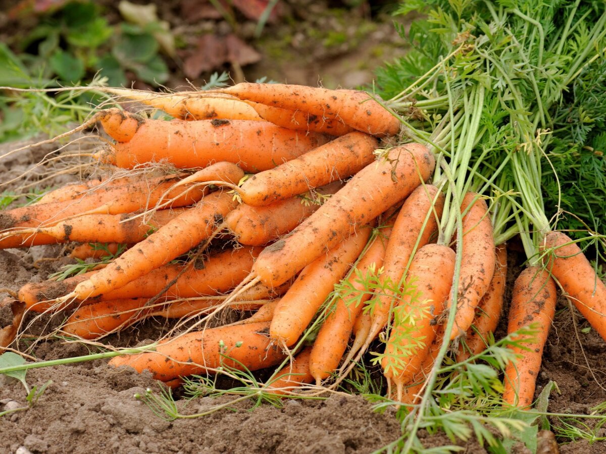 Пероноспороз моркови