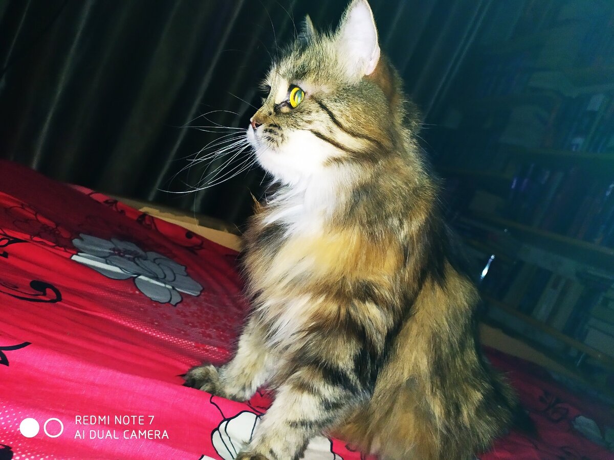 фото сделано моим телефоном. Масяня.