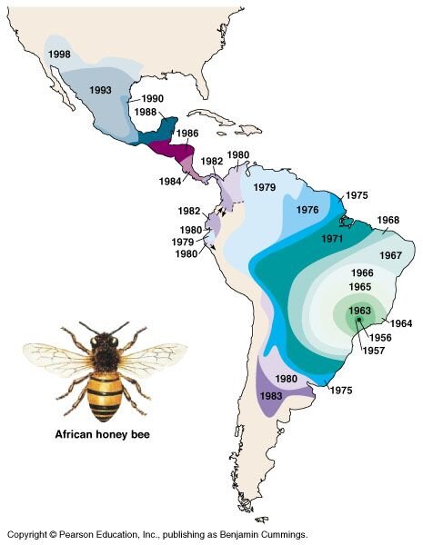 Этапы распространения африканизированной пчелы из Бразилии по всей Южной и Центральной Америке включая территорию США