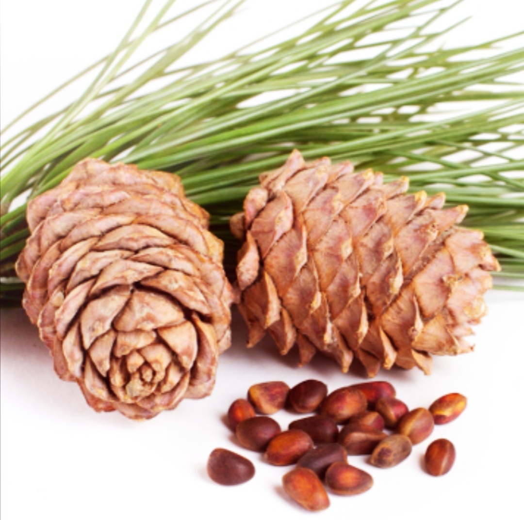 Кедр. Источник: Яндекс картинки