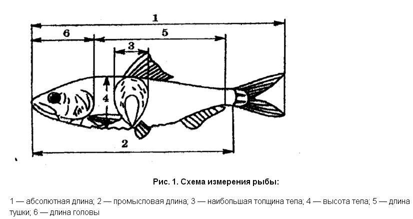 Размеры рыбок. Средние лучи хвостового плавника у рыб. Промысловая длина рыбы. Основание средних лучей хвостового плавника рисунок. Абсолютная длина рыбы.