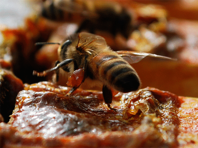 Пчёлы используют прополис чтобы затыкивать соты