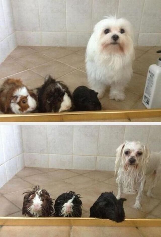 Когда Вы с подружками сделали красивые прически и  классный макияж, но пошел дождь. Ох уж этот закон подлости, да девушки?:)