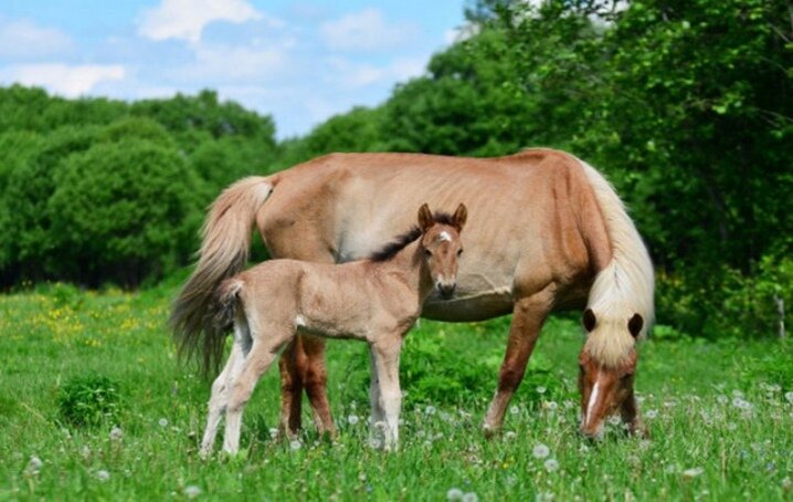 Башкирская лошадь: характеристика лошадей, выведенных в Башкортостане. Описание характера коней и жеребят башкирской породы (22 фото)