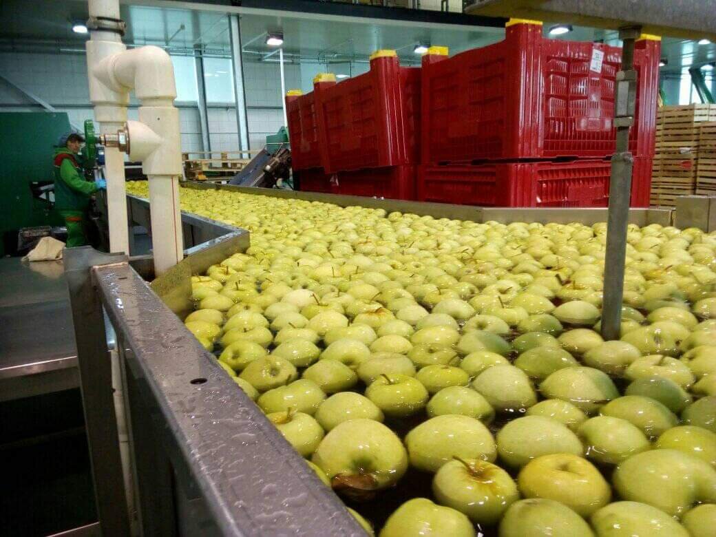 Из личного архива, Компания PDM Agro fruit