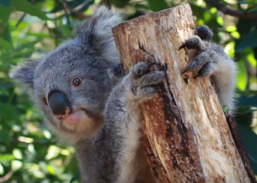 Коала на дереве