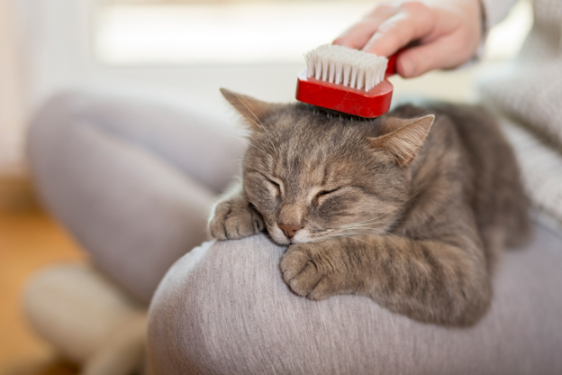Кошачьи волосы покрывают диваны, одеяла и пол, что совсем не радует хозяина. Но, к счастью, есть простой способ борьбы с этой напастью – нужно лишь выбрать правильную щетку для кота.
