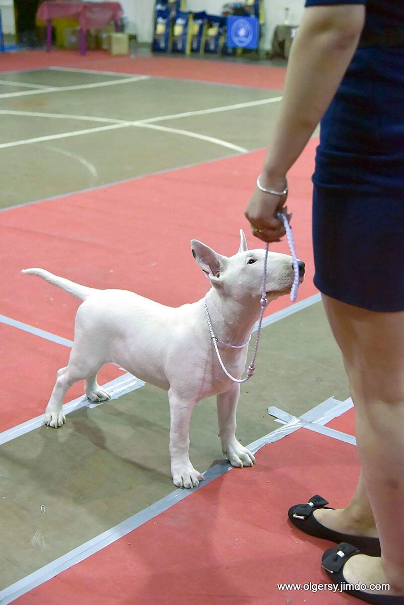 Белый бультерьер