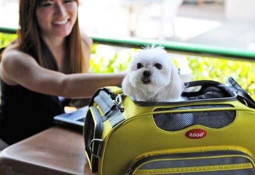 Собака в сумке-переноске. Фото из открытых источников