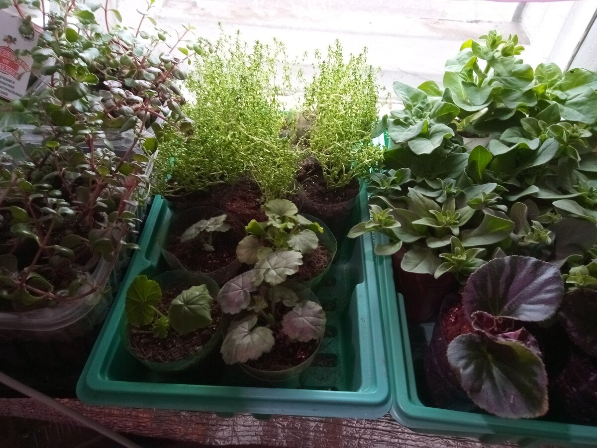 Вот такие заросли сейчас у меня на окошке