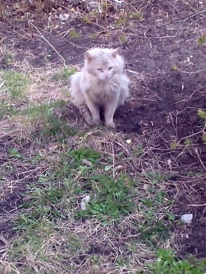 Первая фотография Ларсена. Фотография взята из группы приюта в Вконтакте "KOT57: приют бездомных животных, г.Орёл"