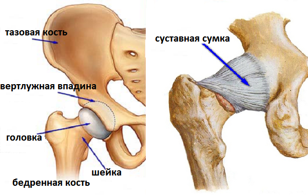 Вертлужная впадина бедра