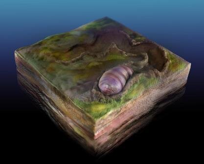 3D-модель Ikaria wariootia. © Sohail Wasif, UC Riverside, 2020