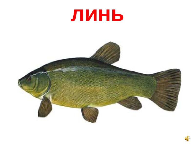 Рецепты из линя