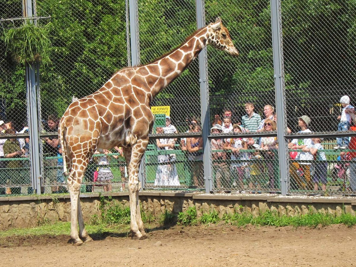 Самсон Гамлетович Ленинградов