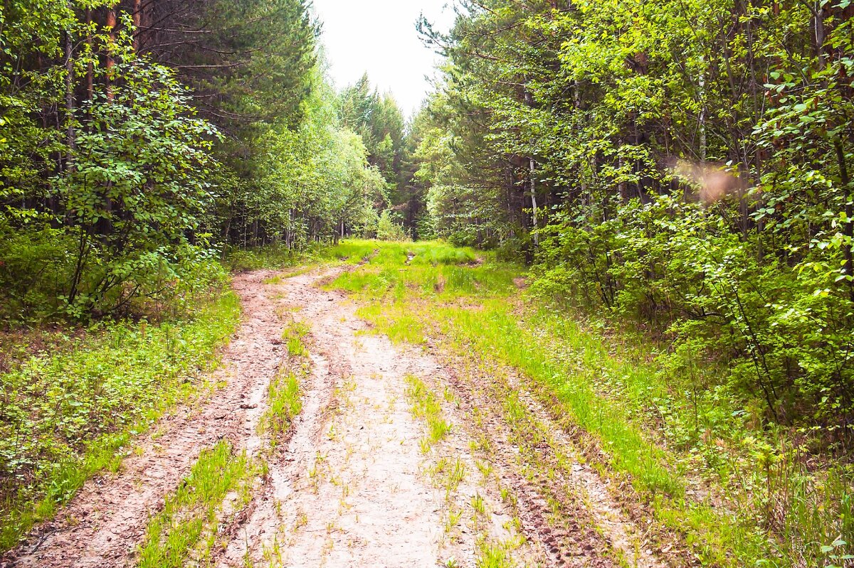 Лесная дорога. Фото автора.