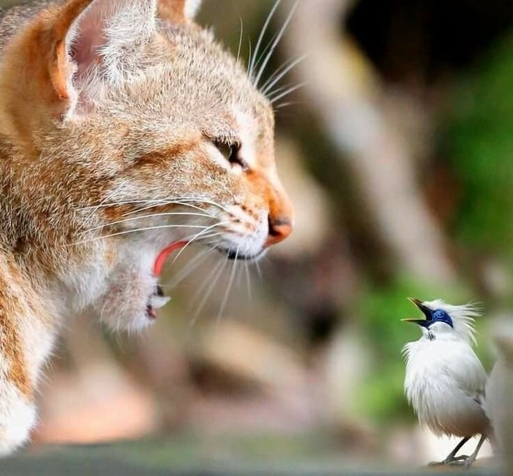 почему кошки щебечут (фото pinterest.ru)