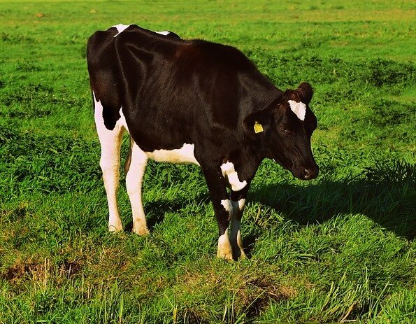 фото с https://pixabay.com/