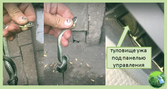 Вот этого маленького ужа ришлось выкуривать из панели управления несколько часов.