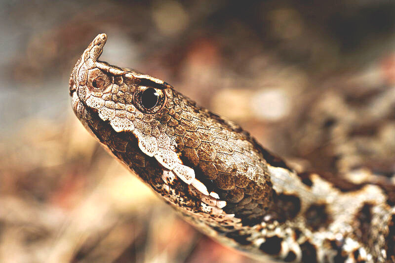 Рогатая гадюка (болг. пепелянка). Из открытых источников.