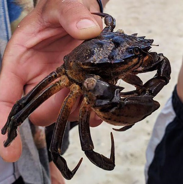 В черном море водятся крабы. Краб Краснюк черное море. Черноморский краб Тарпан. Краб плавунец черного моря. Черноморский краб Краснюк.