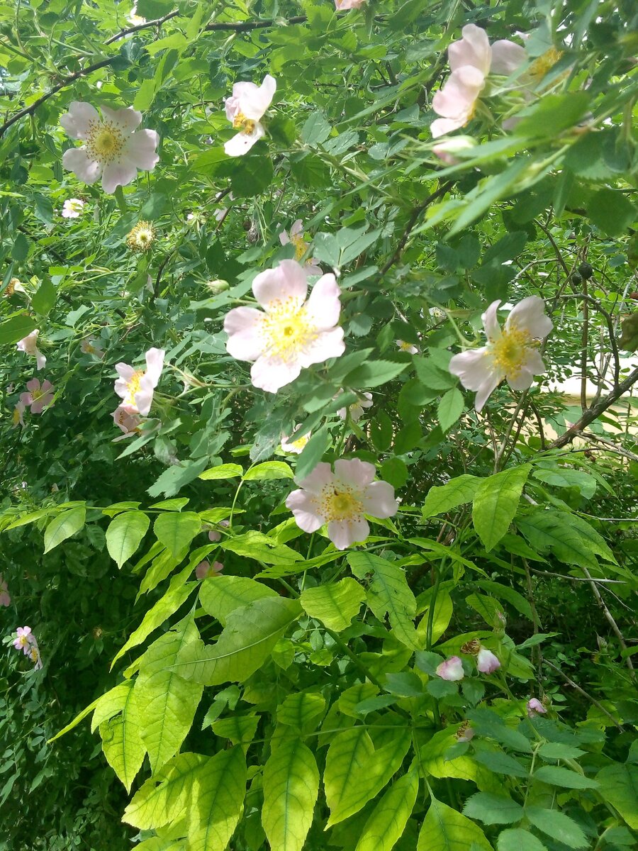 Фото с первой прогулки во дворе после изоляции
