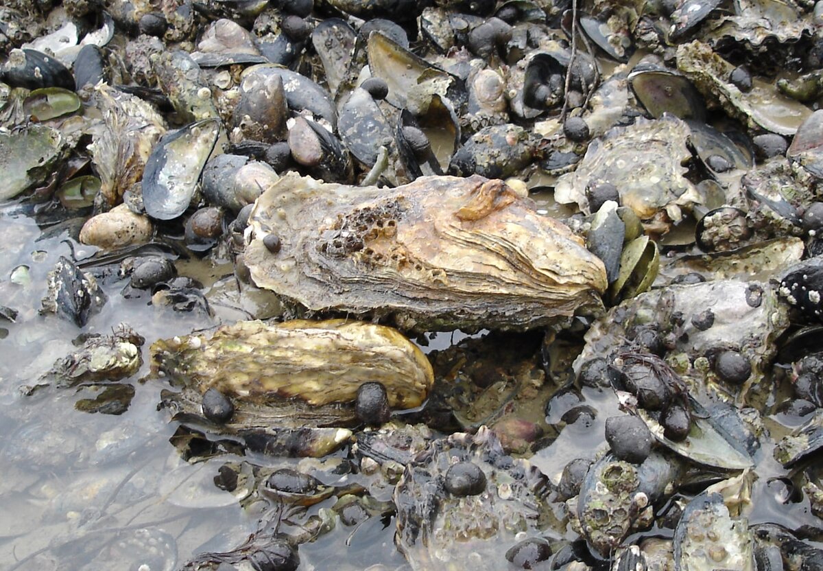 ✅Гребешок Небольшие моллюски (до 5 см) с раковиной в виде веера — еще одни уникальные обитатели Черного моря. Мясо гребешка — настоящий морской деликатес. Из полезных веществ, содержащихся в нем, можно составить очень длинный список. Мясо, обладающее мягким сладковатым вкусом, можно есть сырым, а если сбрызнуть его лимонным соком, то это будет просто объедение. Готовится гребешок практически любым способом. Особенно рекомендуется тем, кто хочет как можно дольше молодо выглядеть.
