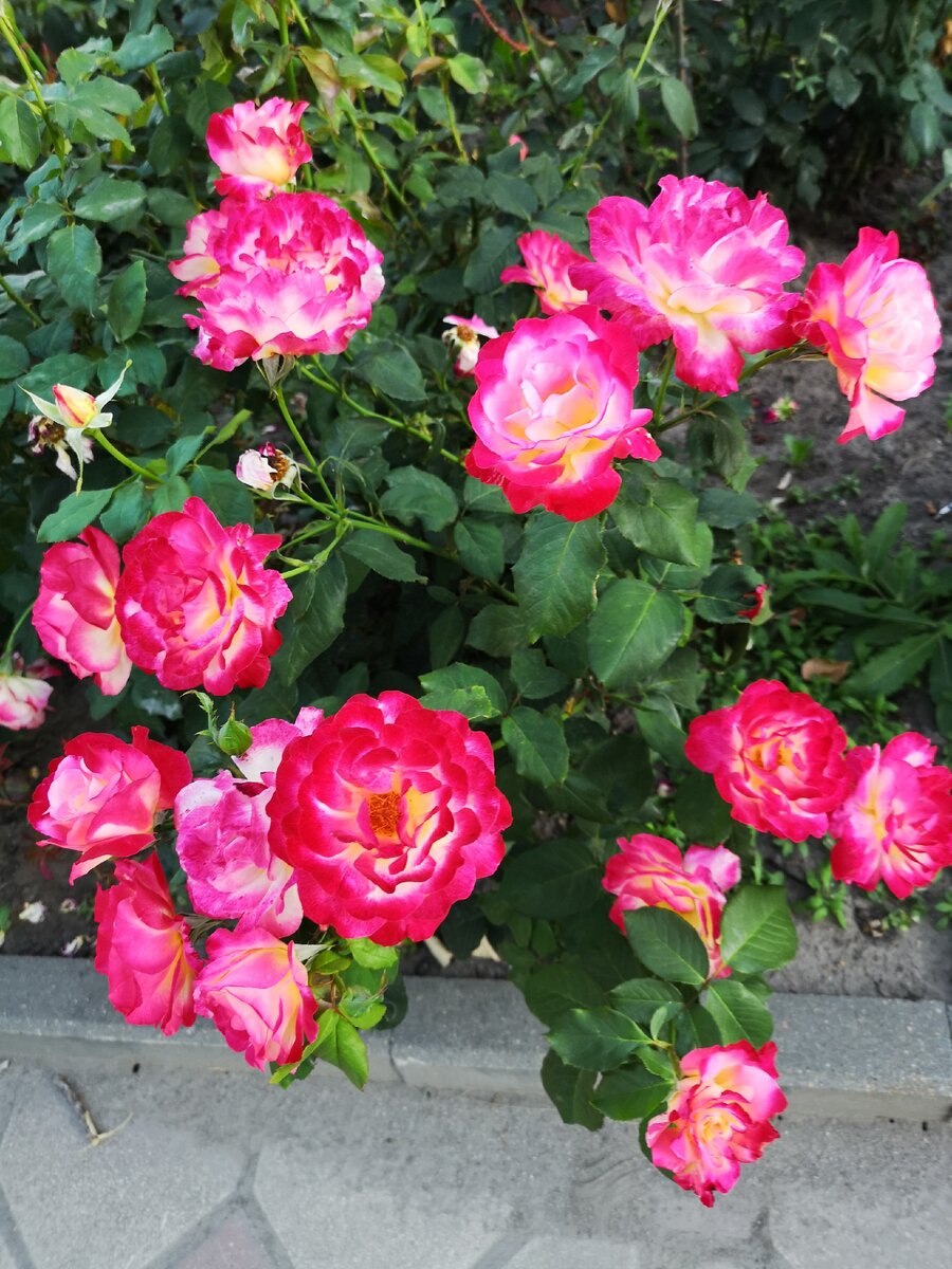 Розы прививают любовь к природе, а шипы — уважение. 