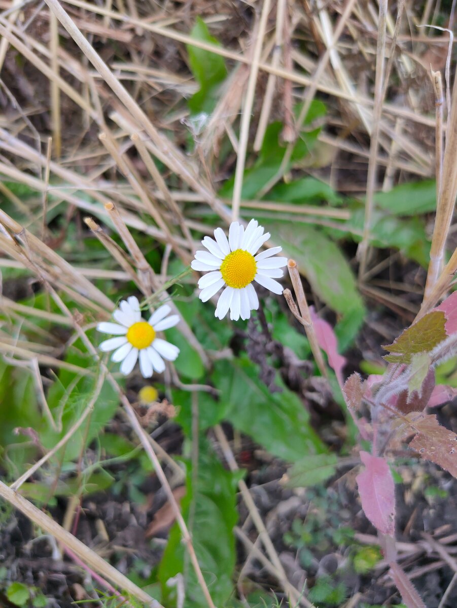 Последние цветы