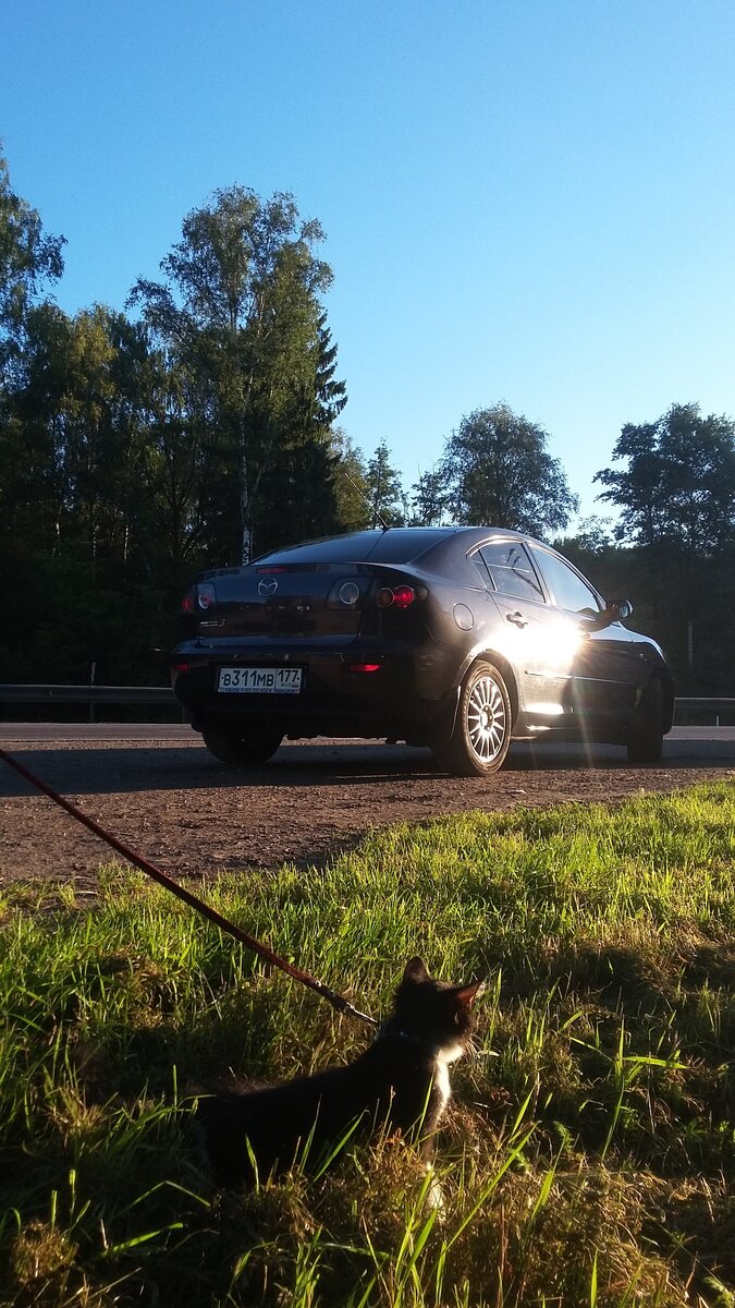 Авто за триста штук.. Определённо Mazda3 | SergioMagicHouse Ragdoll Cattery  | Дзен