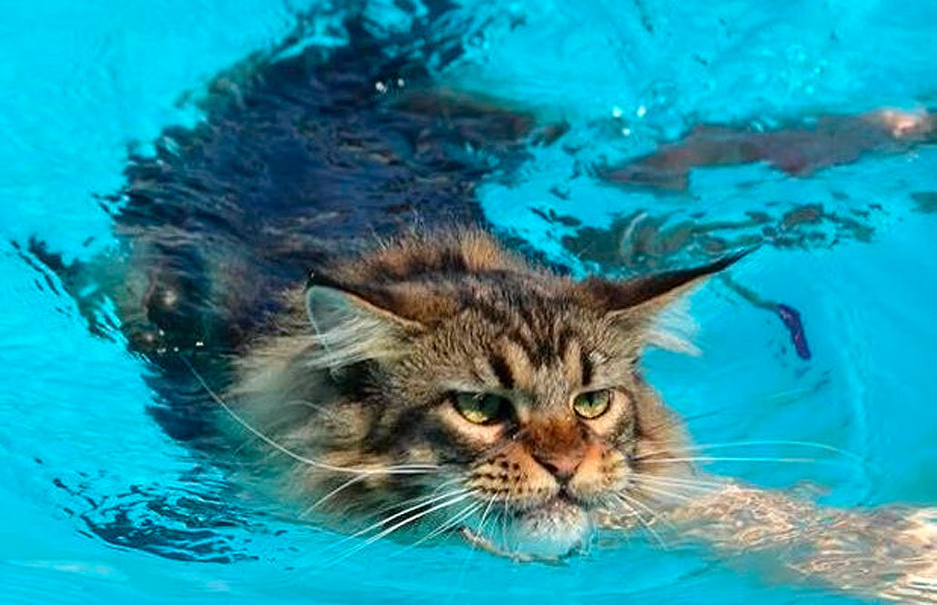 Источник Яндекс