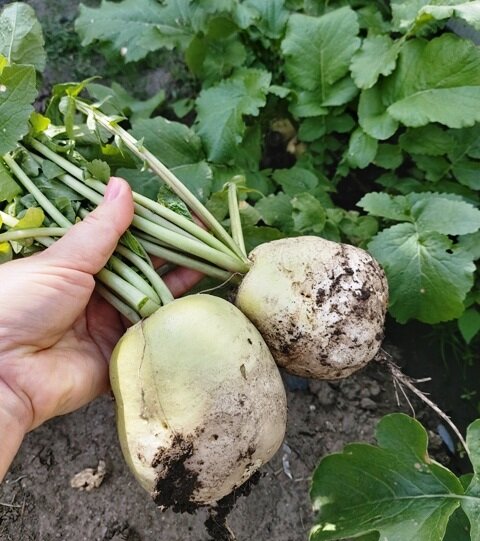 Урожай дайкона 2020