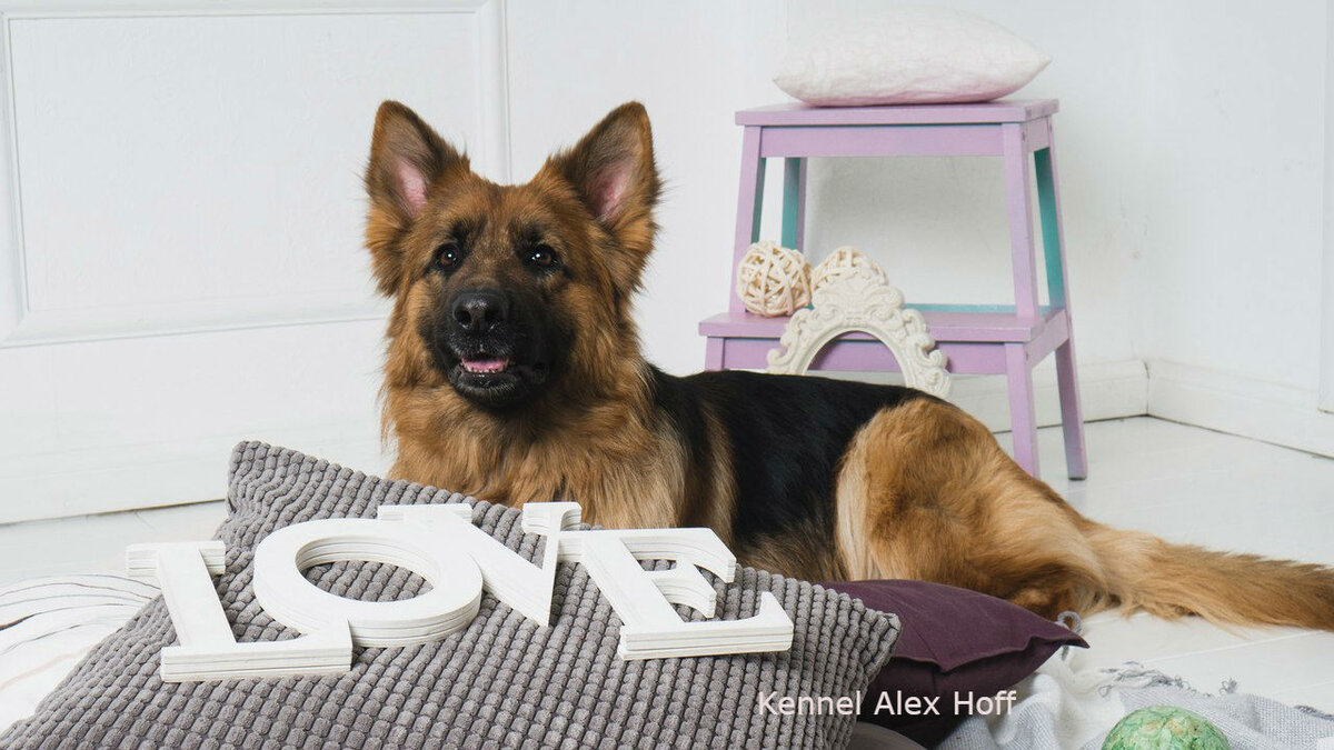 пес из породы хранителей глава 4