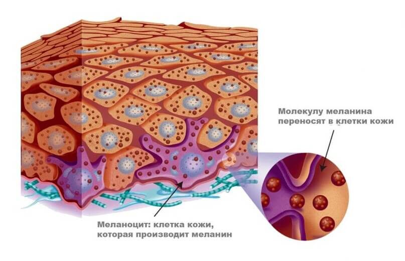 Выработка меланина меланоцитами в эпидермисе