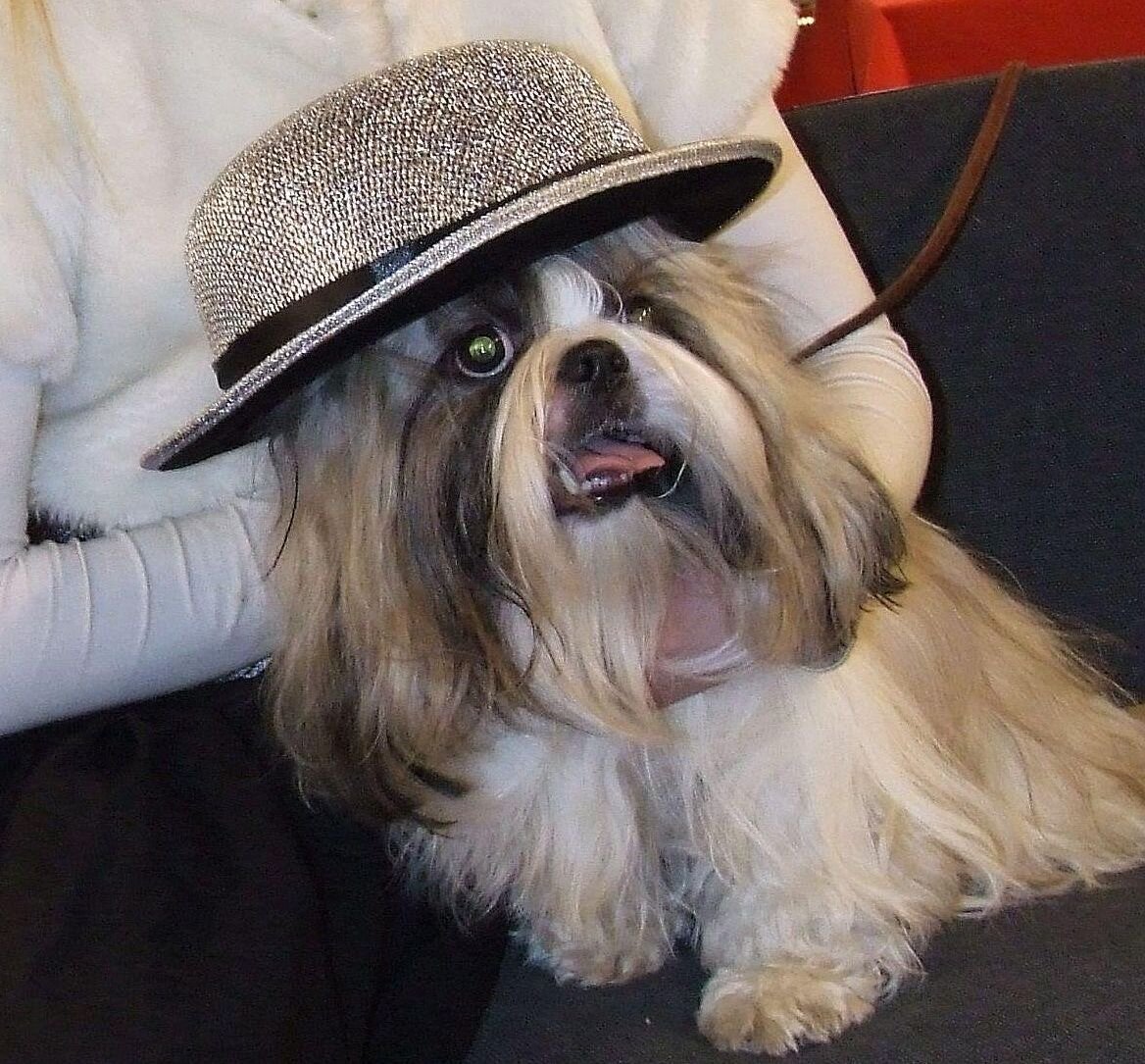 Модный приятель. И очень волосатый! Фото автора