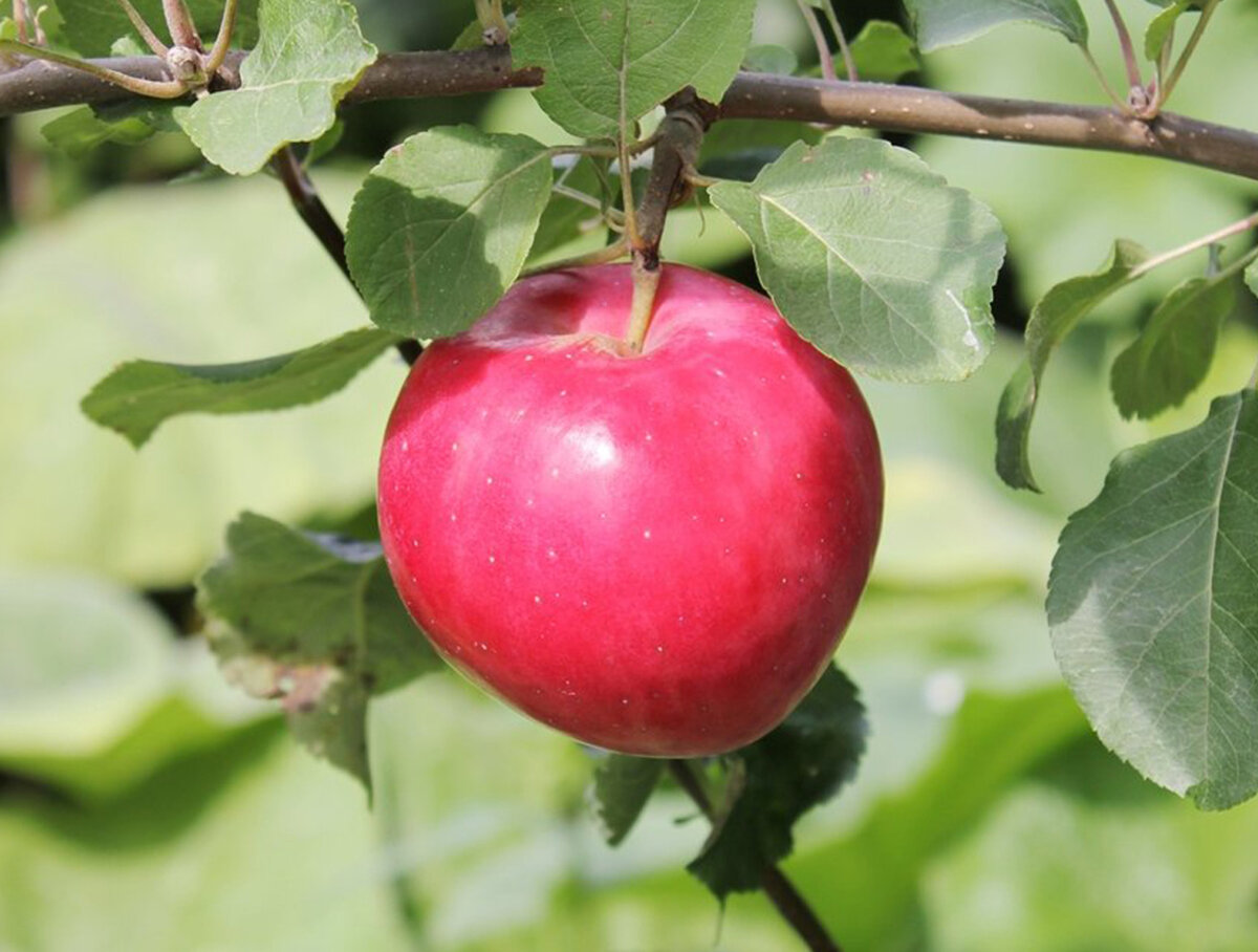 Вкусные сорта яблок для Сибири и не только…