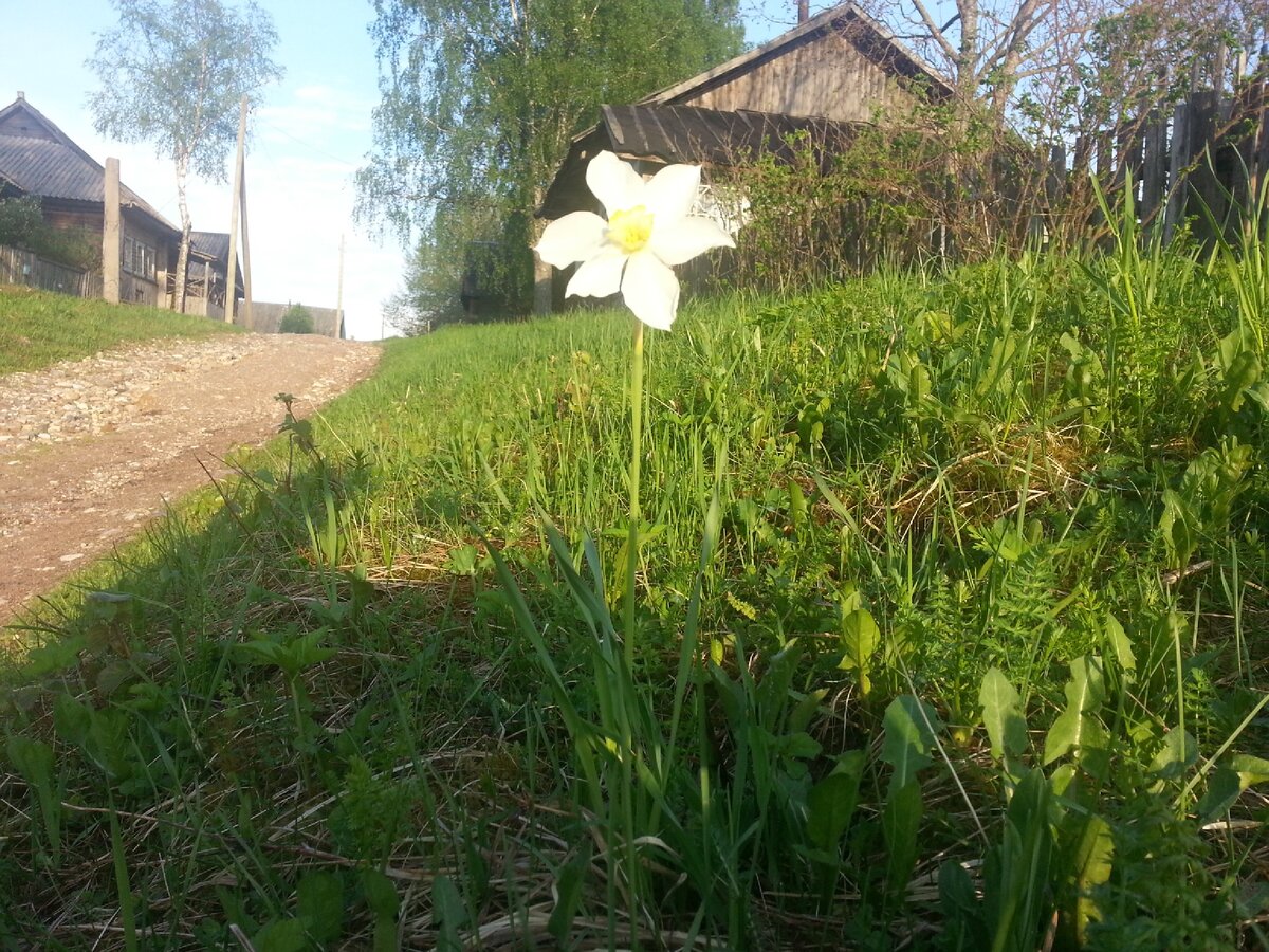 Одиноко растущий цветок в начале деревни